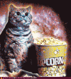 popcorn-cat.gif