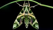 Oleander_Hawk_Moth_15_Facts_You_Won_t_Believe_77719e029e.jpg