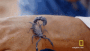 scorpion-hazen-audel.gif