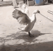 volando-wings.gif volando-wings.gif