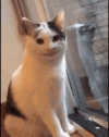 smiling-cat-creepy-cat.gif smiling-cat-creepy-cat.gif