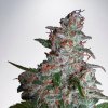 ministry-of-cannabis-northern-lights-feminized.jpg