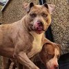 American Bully dog fatal attacks on rise in UK but breed not considered a danger - Mirror Online American Bully dog fatal attacks on rise in UK but breed not considered a danger - Mirror Online