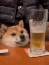 beer-dog-beer.gif