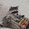 math-raccoon.gif