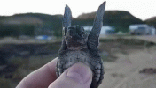 turtle-dance.gif