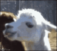 llama-mirada (1).gif