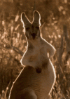 kangaroo-rubbing-belly.gif