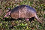 Armadillo.jpg