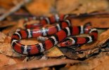 Juvenile-scarlet-kingsnake-white-red-and-black-in-Georgia.jpg