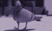 pigeon.gif