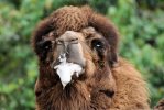 Camel foaming r.jpg