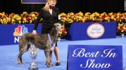 201126140753-01-national-dog-show-2020-exlarge-169.jpg