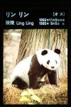 ling-ling-giant-panda-ee0172f2-02cf-4534-b7c0-5d3f8b2b9c4-resize-750.jpg