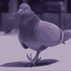pigeon.gif