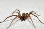 house-spider-on-the-floor.jpg