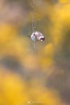 goldfinch-ed2-3000_MG_6883-2.jpg